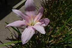 Zephyranthes carinata